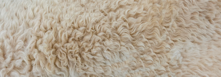 ALPACA