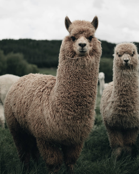 ALPACA FIBRE
