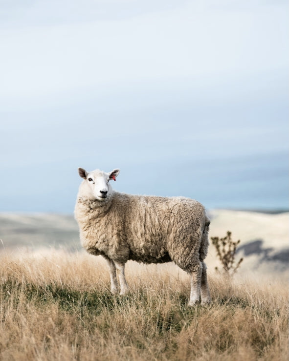 MERINO FIBRE