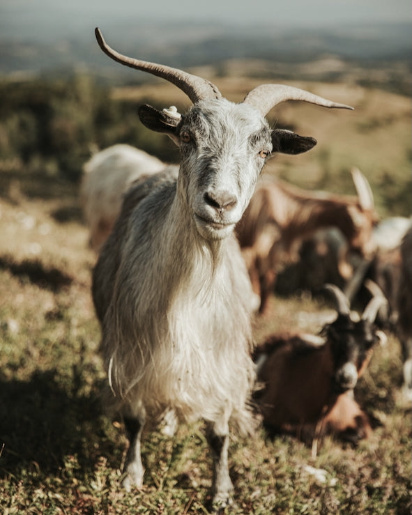 CASHMERE FIBRE