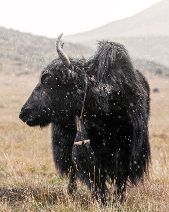 YAK FIBRE